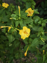 yellow flower in the garden
