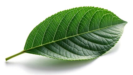 Obraz premium A single vibrant green leaf with prominent veins and a serrated edge isolated on a clean white background showcasing the intricate details of nature s design