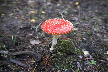 Beautiful round red fly agaric mushroom with white spots
