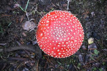 Beautiful round red fly agaric mushroom with white spots
