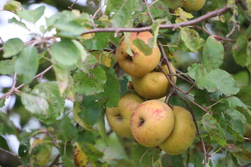 Close-Up Bosc Apples on Branch with Leaves