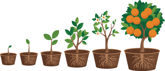 Growth stages of orange tree plant in pots showing roots leaves flowers and fruits development process concept isolated on white background