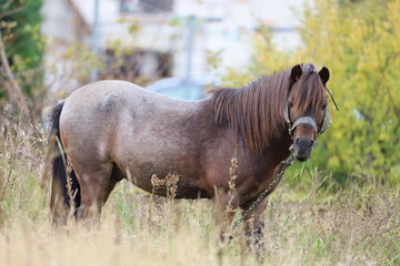 Spotted horse grazing in dry grass outdoors