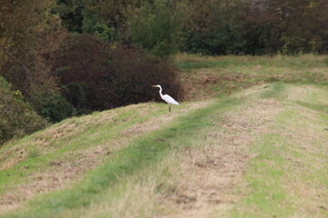 Great white egret standing on grassy slope