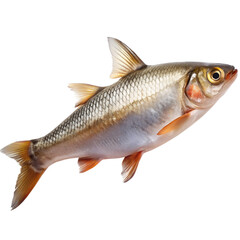Fototapeta premium A single fresh roach fish with silver scales and orange fins isolated on transparent background