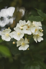 fleurs de cerisier