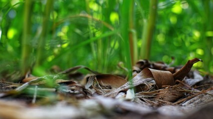 Obraz premium Leaf litter mulch beneath green stalks — soil health and natural ground cover in farm field