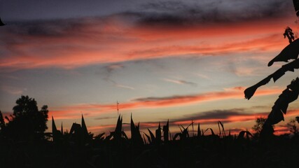 Colorful sunset over farmland — silhouettes of crops and banana leaves at dusk