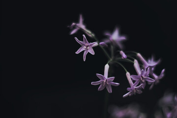 mauve, fleur violette, tulbaghia © Camille