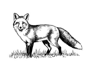 Detailed black and white hand drawn fox standing on grass, vintage engraving wildlife illustration perfect for nature and forest designs.