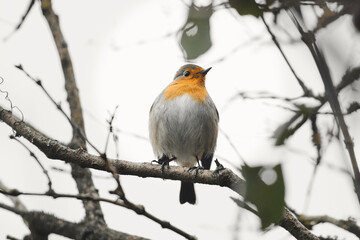 rouge gorge