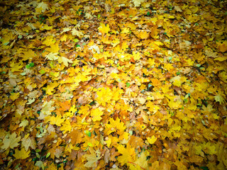Carpet of autumn fall yellow leaves backdrop