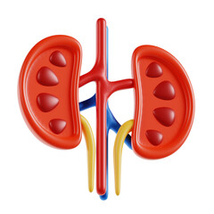 Stylized 3D Rendering Of Red Kidneys With Arteries Veins And Ureters In A Medical Diagram On A Transparent Background