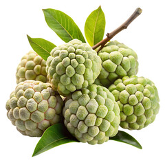 Fresh custard apples bunch on branch with green leaves tropical fruit healthy food isolated