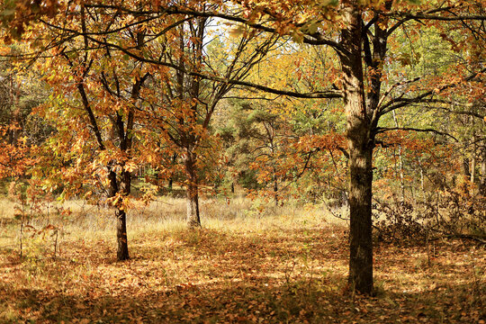 Mixed forest, brown leaves, yellow leaves, autumn scenery, natural wallpaper, fall landscape.