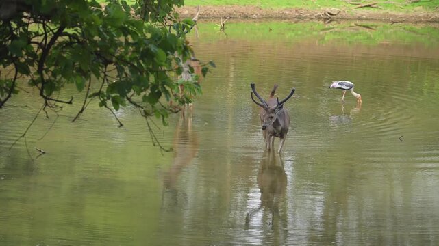 Wild male Sambar deer or Rusa unicolor with velvet antler walking then drinking water from natural pond waterhole winter season safari ranthambore national park forest tiger reserve rajasthan india