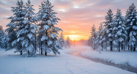 sunset in the forest