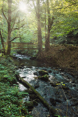 Fototapeta premium cascade murel