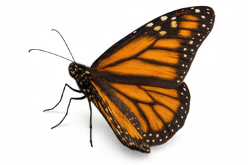 Monarch butterfly in flight, displaying orange wings with black veins and white spots, transparent background