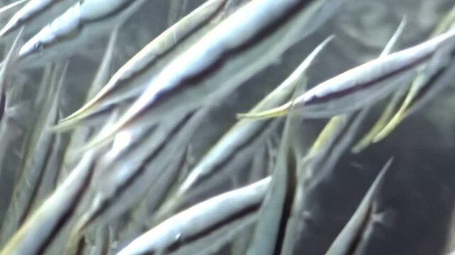 Observe a dense shoal of Razorfish gracefully moving through the warm waters of Apo Island, Philippines. Witness their unique swimming style in this natural underwater ballet.