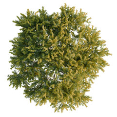 Acacia pycnantha tree plan, top view, cutout, transparent background, isolate, Lush green tree top...