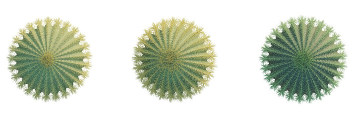 Echinocactus grusonii tree plan, top view, cutout, transparent background, isolate, Three golden barrel cacti offer desert botanical garden beauty © DH Tree Stock