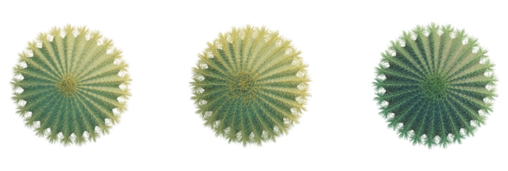 Echinocactus grusonii tree plan, top view, cutout, transparent background, isolate, Three golden barrel cacti offer desert botanical garden beauty
