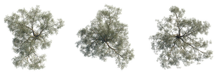 Eucalyptus chapmaniana tree plan, top view, cutout, transparent background, isolate, Scenic olive trees offer tranquil beauty and add lush depth to landscapes