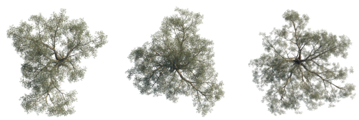 Eucalyptus chapmaniana tree plan, top view, cutout, transparent background, isolate, Scenic olive trees offer tranquil beauty and add lush depth to landscapes