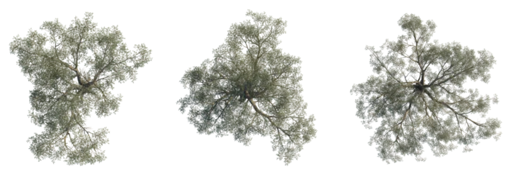 Fotobehang Mediterraans Europa Eucalyptus chapmaniana tree plan, top view, cutout, transparent background, isolate, Scenic olive trees offer tranquil beauty and add lush depth to landscapes  © DH Tree Stock