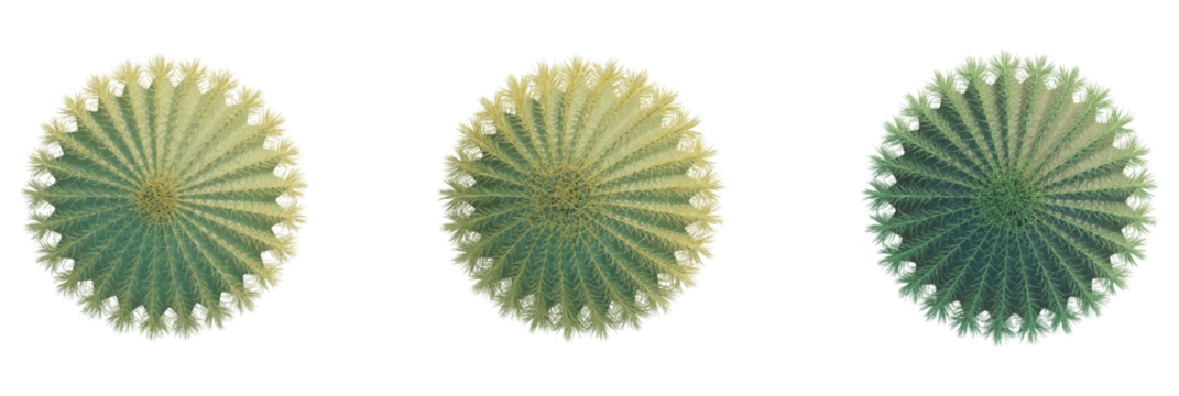 Echinocactus grusonii tree plan, top view, cutout, transparent background, isolate, Three golden barrel cacti offer desert botanical garden beauty