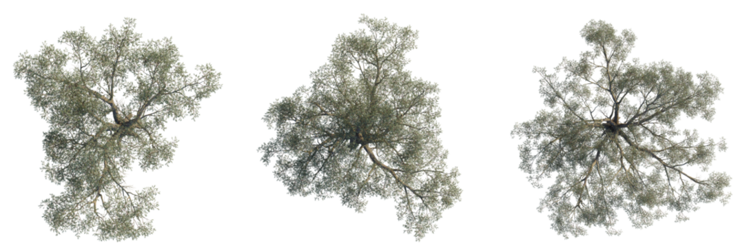 Eucalyptus chapmaniana tree plan, top view, cutout, transparent background, isolate, Scenic olive trees offer tranquil beauty and add lush depth to landscapes