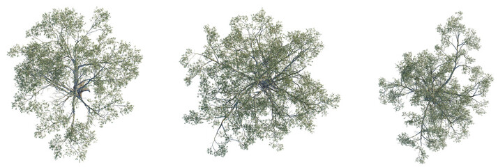 Eucalyptus amplifolia tree plan, top view, cutout, transparent background, isolate, Three isolated trees from above for architectural landscaping design © DH Tree Stock