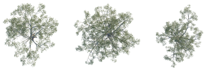 Eucalyptus amplifolia tree plan, top view, cutout, transparent background, isolate, Three isolated trees from above for architectural landscaping design