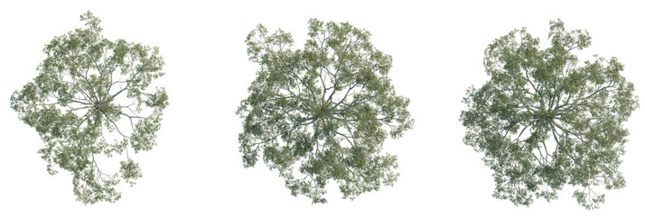 Eucalyptus grandis tree plan, top view, cutout, transparent background, isolate, Tree canopies from...