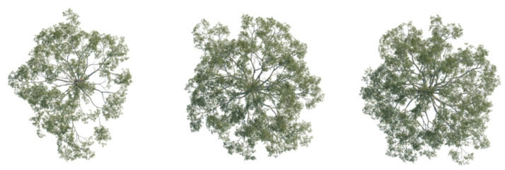 Eucalyptus grandis tree plan, top view, cutout, transparent background, isolate, Tree canopies from above for landscape design and architectural plans