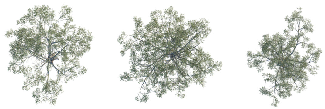 Eucalyptus amplifolia tree plan, top view, cutout, transparent background, isolate, Three isolated trees from above for architectural landscaping design