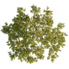 Acacia pycnantha tree plan, top view, cutout, transparent background, isolate, Overhead view of a tree with yellow flowers for landscaping projects