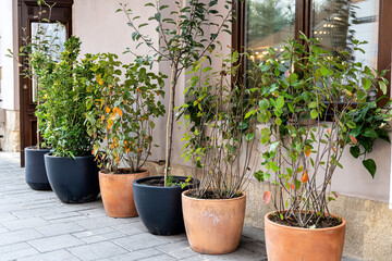 Green plants in pots near cafe window on city street