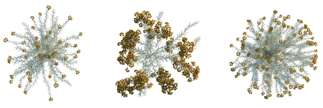 Helichrysum italicum tree plan, top view, cutout, transparent background, isolate, Artistic arrangement of delicate silver and gold flowers on a black backdrop - Powered by Adobe
