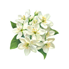 Obraz premium Orange Blossom Illustration. Symbol Of Purity And Freshness In Nature. Isolated On Transparent Background