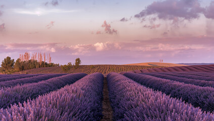 Lavender Fields Under a Serene Sky During Golden Hour Glow