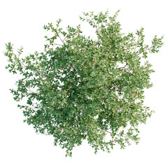 Arbutus unedo tree plan, top view, cutout, transparent background, isolate, Lush green foliage of a vibrant tree, perfect for nature-themed designs