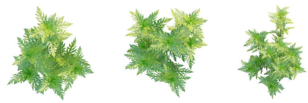 Hygrophila difformis tree plan, top view, cutout, transparent background, isolate, Vibrant green plant foliage top view, perfect for nature-themed designs