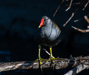 Moorhen