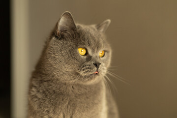 British Shorthair cat gazing aside thoughtfully
