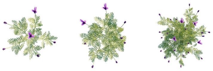 Lavandula pinnata tree plan, top view, cutout, transparent background, isolate, Purple flowers and green foliage plants convey natural beauty design