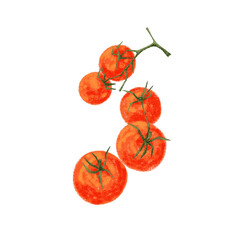 Fototapeta premium Five Orange Tomatoes Illustration
