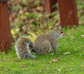 squirrel in the park