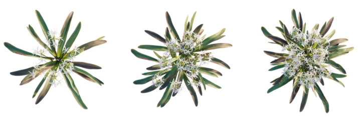 Crinum americanum tree plan, top view, cutout, transparent background, isolate, Three delicate white flowering plants for botanical designs and layouts